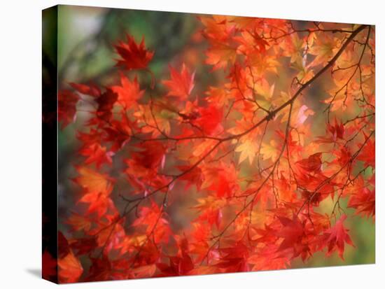 Fall Maple Leaves-Janell Davidson-Stretched Canvas