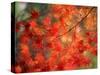 Fall Maple Leaves-Janell Davidson-Stretched Canvas