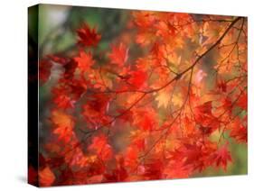 Fall Maple Leaves-Janell Davidson-Stretched Canvas