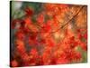 Fall Maple Leaves-Janell Davidson-Stretched Canvas