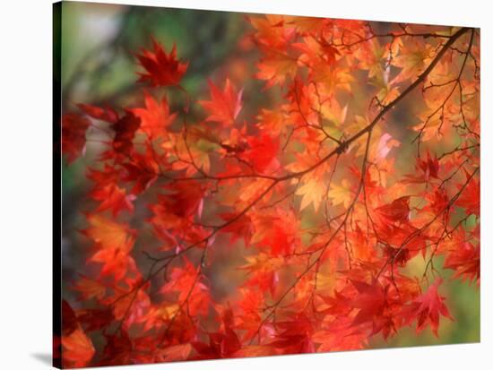 Fall Maple Leaves-Janell Davidson-Stretched Canvas