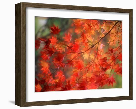 Fall Maple Leaves-Janell Davidson-Framed Premium Photographic Print