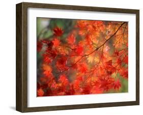 Fall Maple Leaves-Janell Davidson-Framed Premium Photographic Print