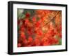Fall Maple Leaves-Janell Davidson-Framed Premium Photographic Print