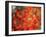 Fall Maple Leaves-Janell Davidson-Framed Premium Photographic Print