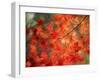 Fall Maple Leaves-Janell Davidson-Framed Premium Photographic Print