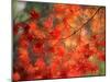 Fall Maple Leaves-Janell Davidson-Mounted Photographic Print