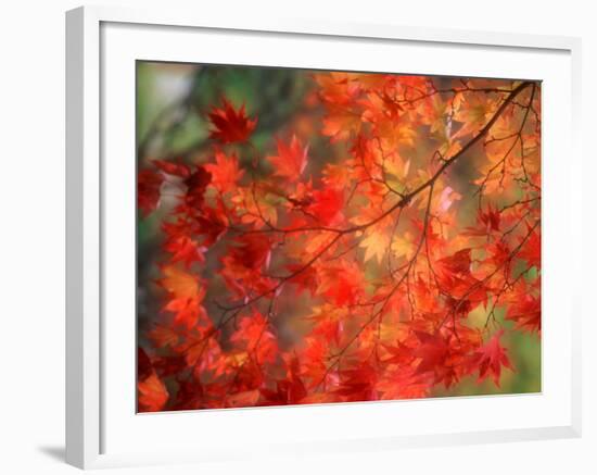 Fall Maple Leaves-Janell Davidson-Framed Photographic Print