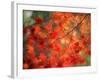 Fall Maple Leaves-Janell Davidson-Framed Photographic Print