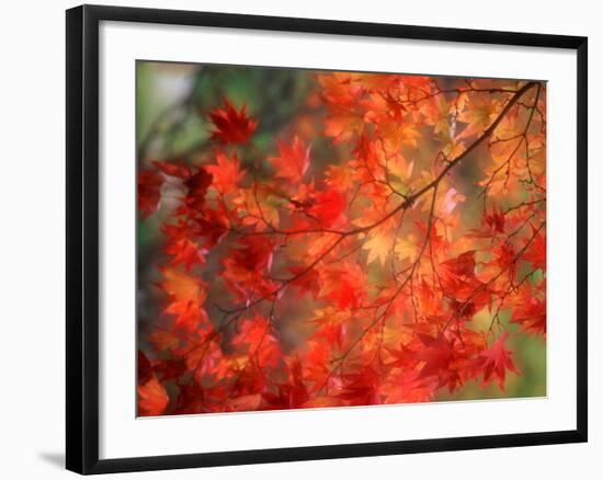 Fall Maple Leaves-Janell Davidson-Framed Photographic Print