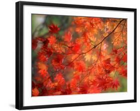 Fall Maple Leaves-Janell Davidson-Framed Photographic Print