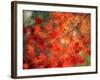 Fall Maple Leaves-Janell Davidson-Framed Photographic Print