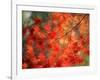 Fall Maple Leaves-Janell Davidson-Framed Photographic Print