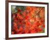 Fall Maple Leaves-Janell Davidson-Framed Photographic Print