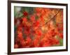 Fall Maple Leaves-Janell Davidson-Framed Photographic Print