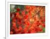 Fall Maple Leaves-Janell Davidson-Framed Photographic Print