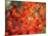 Fall Maple Leaves-Janell Davidson-Mounted Photographic Print