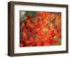 Fall Maple Leaves-Janell Davidson-Framed Photographic Print