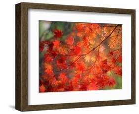 Fall Maple Leaves-Janell Davidson-Framed Photographic Print