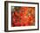 Fall Maple Leaves-Janell Davidson-Framed Photographic Print