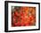 Fall Maple Leaves-Janell Davidson-Framed Photographic Print