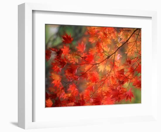 Fall Maple Leaves-Janell Davidson-Framed Photographic Print