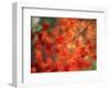 Fall Maple Leaves-Janell Davidson-Framed Photographic Print