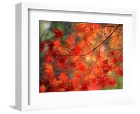 Fall Maple Leaves-Janell Davidson-Framed Photographic Print