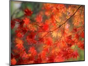 Fall Maple Leaves-Janell Davidson-Mounted Photographic Print