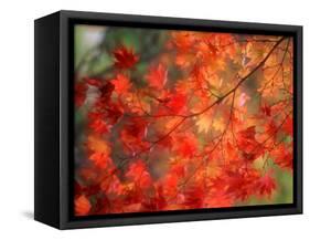 Fall Maple Leaves-Janell Davidson-Framed Stretched Canvas