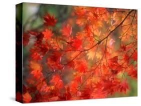 Fall Maple Leaves-Janell Davidson-Stretched Canvas