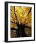 Fall Maple Trees, Vermont, USA-Marilyn Parver-Framed Photographic Print