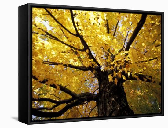 Fall Maple Trees, Vermont, USA-Marilyn Parver-Framed Stretched Canvas
