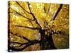 Fall Maple Trees, Vermont, USA-Marilyn Parver-Stretched Canvas
