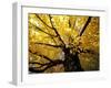 Fall Maple Trees, Vermont, USA-Marilyn Parver-Framed Photographic Print