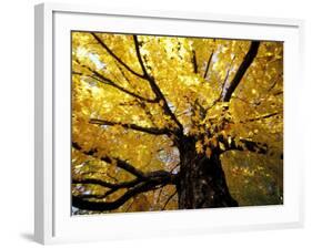 Fall Maple Trees, Vermont, USA-Marilyn Parver-Framed Photographic Print