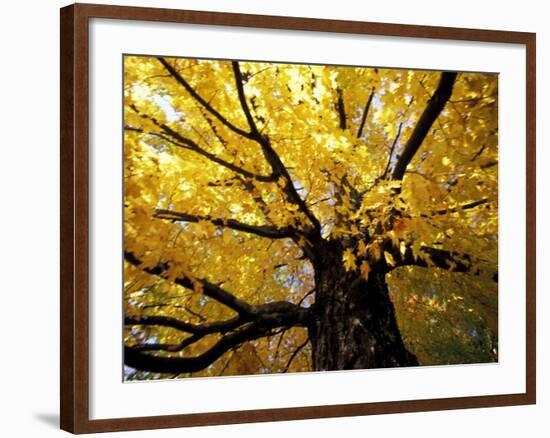 Fall Maple Trees, Vermont, USA-Marilyn Parver-Framed Photographic Print