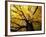 Fall Maple Trees, Vermont, USA-Marilyn Parver-Framed Photographic Print