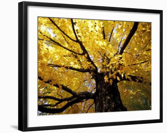 Fall Maple Trees, Vermont, USA-Marilyn Parver-Framed Photographic Print