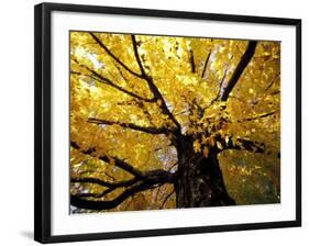 Fall Maple Trees, Vermont, USA-Marilyn Parver-Framed Photographic Print