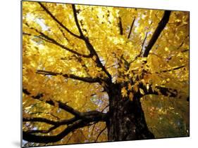 Fall Maple Trees, Vermont, USA-Marilyn Parver-Mounted Photographic Print