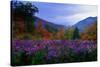 Fall Meadow at Twilight-George Oze-Stretched Canvas