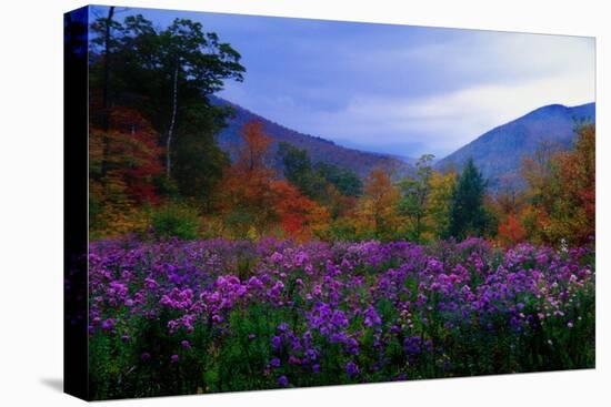 Fall Meadow at Twilight-George Oze-Stretched Canvas