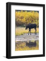 Fall Moose-Jason Savage-Framed Art Print