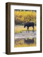 Fall Moose-Jason Savage-Framed Art Print