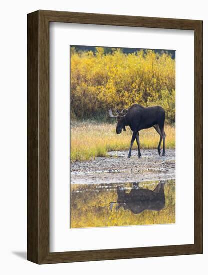 Fall Moose-Jason Savage-Framed Art Print