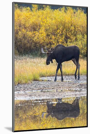 Fall Moose-Jason Savage-Mounted Art Print