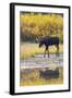 Fall Moose-Jason Savage-Framed Art Print