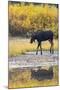 Fall Moose-Jason Savage-Mounted Art Print