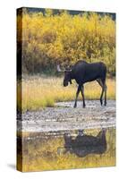 Fall Moose-Jason Savage-Stretched Canvas